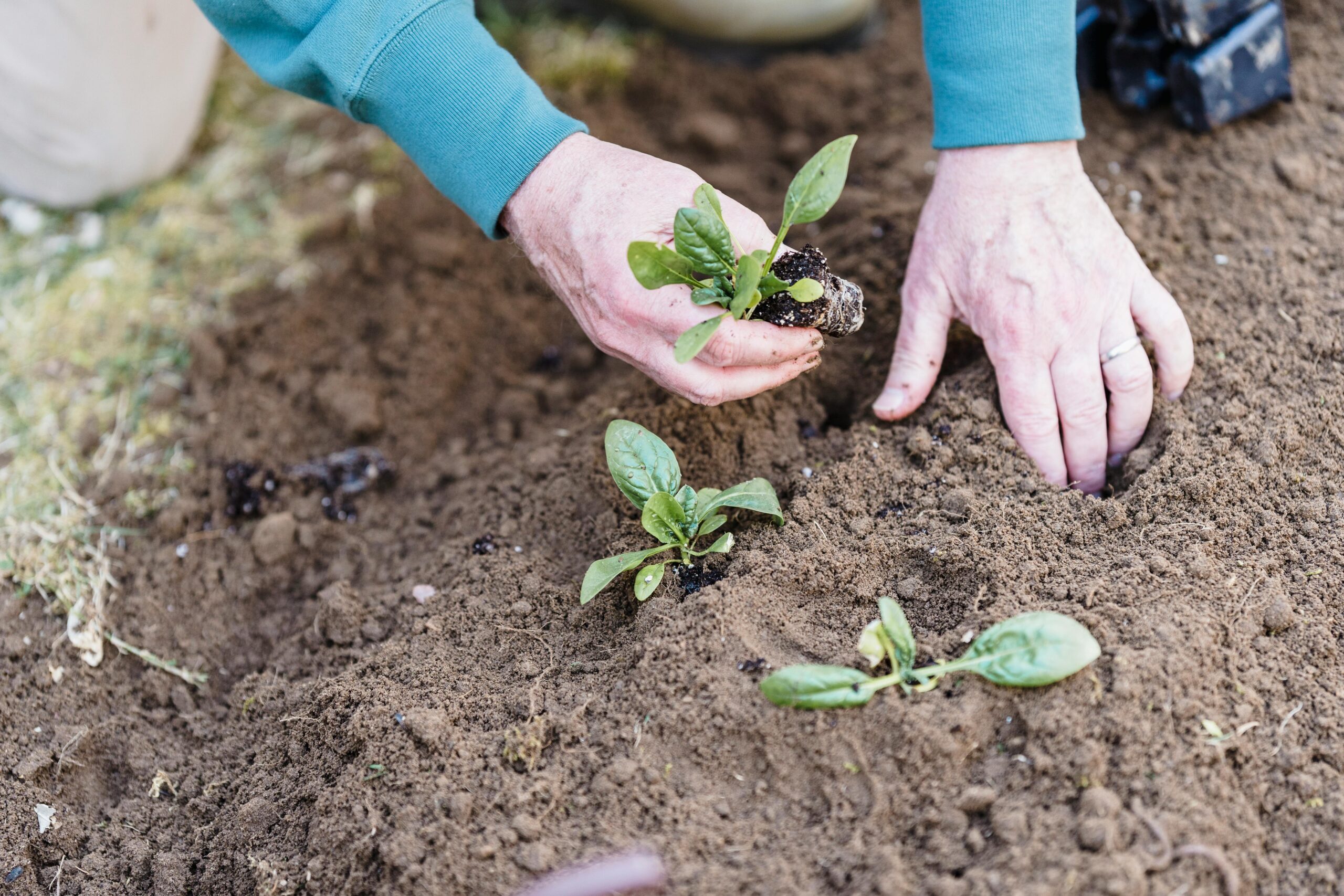 NEUPERLAND wird grün🌿